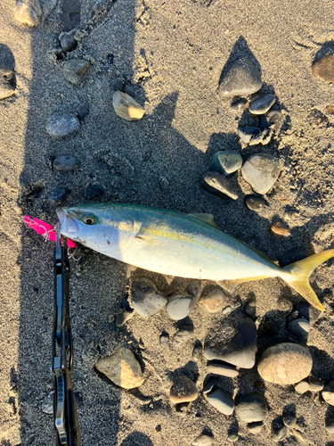 イナダの釣果