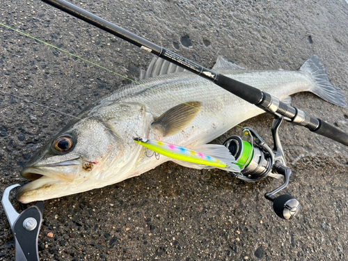 シーバスの釣果