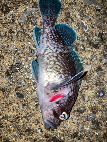 マゾイの釣果