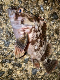 ハチガラの釣果