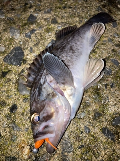 クロソイの釣果