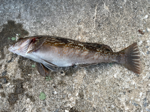 アイナメの釣果