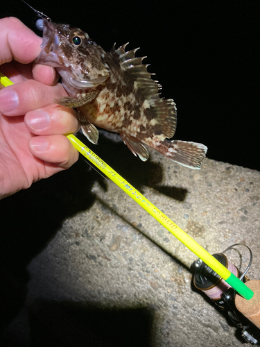 カサゴの釣果