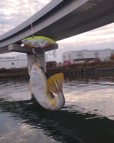 フグの釣果