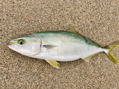 ツバイソの釣果