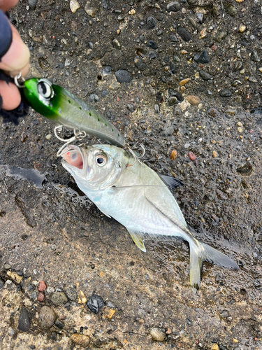 メッキの釣果