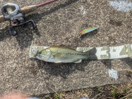 ブラックバスの釣果