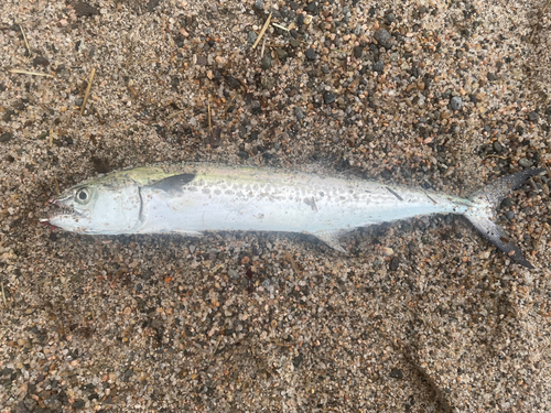 サゴシの釣果