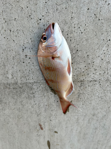 チャリコの釣果