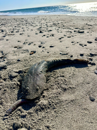 マゴチの釣果