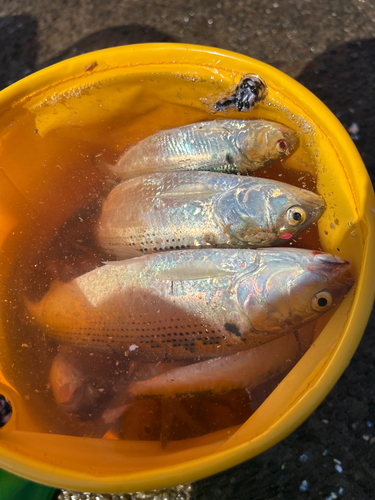 コノシロの釣果