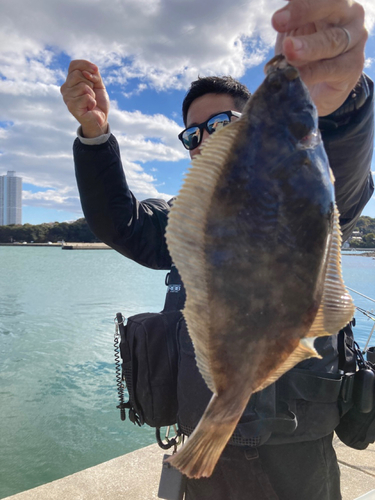 カレイの釣果