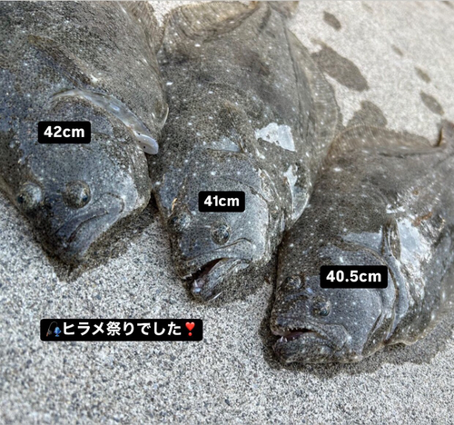 ヒラメの釣果