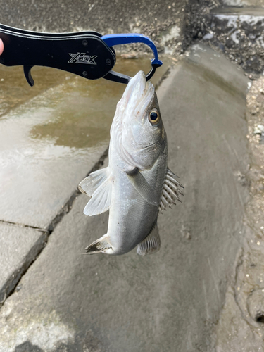 セイゴ（マルスズキ）の釣果