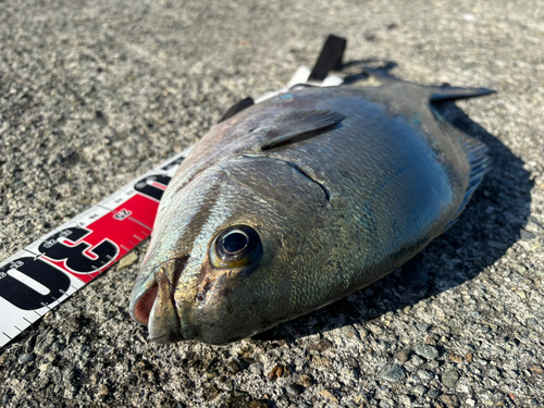 イスズミの釣果