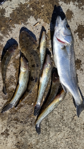 マハゼの釣果