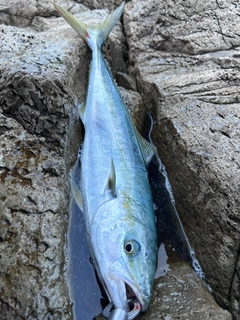 ハマチの釣果