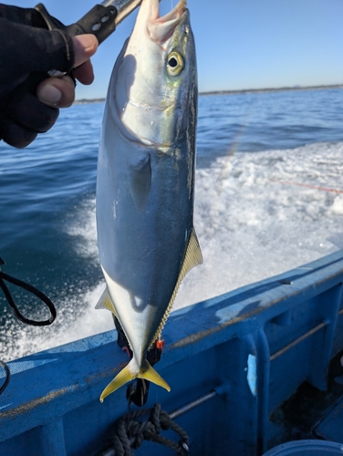 イナダの釣果