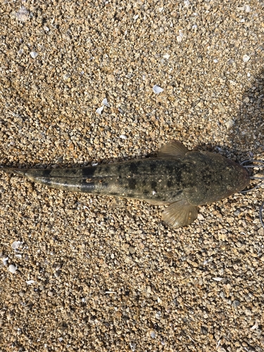 マゴチの釣果