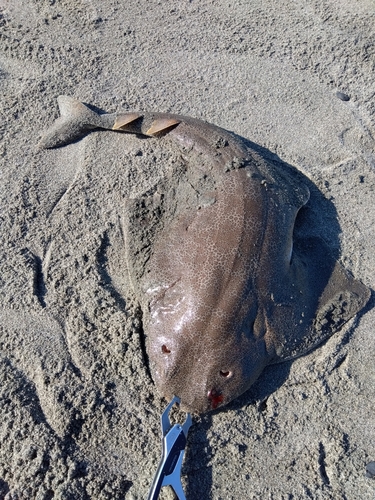 カスザメの釣果