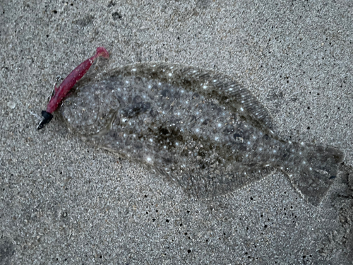 ソゲの釣果