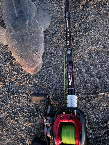 マゴチの釣果