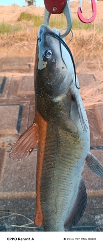 アメリカナマズの釣果