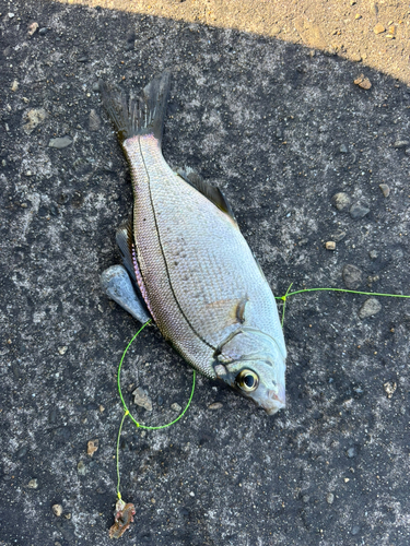 ウミタナゴの釣果