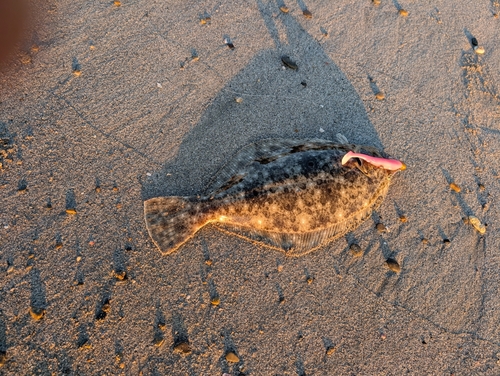 ヒラメの釣果