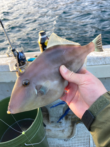 ウマヅラハギの釣果