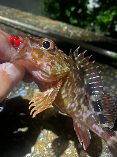 カサゴの釣果