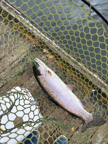 ニジマスの釣果