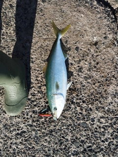 イナダの釣果