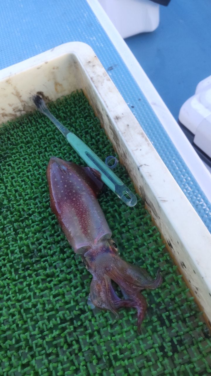 イカ時々魚さんの釣果 2枚目の画像