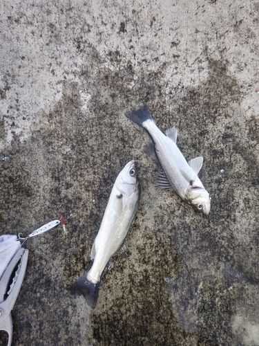 シーバスの釣果