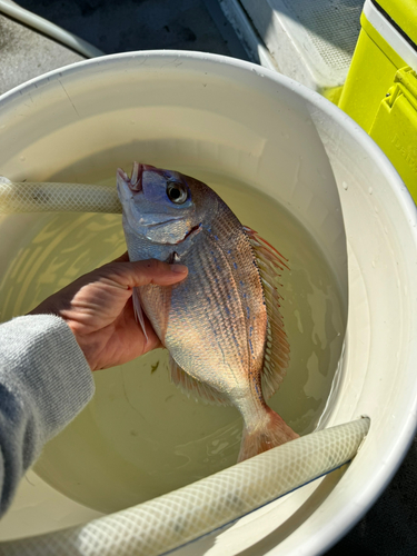 チダイの釣果