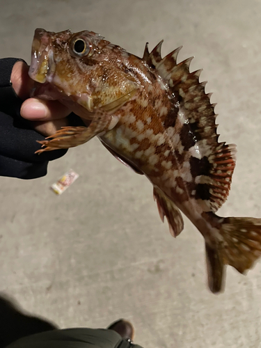 カサゴの釣果