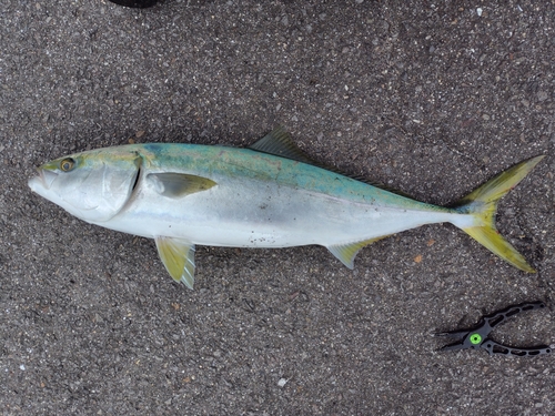 ブリの釣果