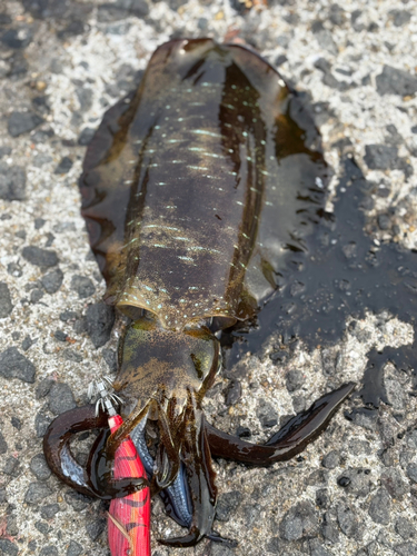 アオリイカの釣果