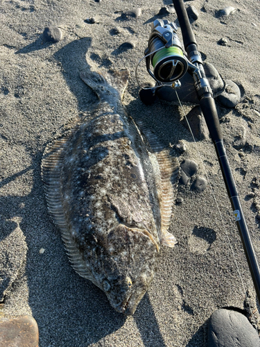 ヒラメの釣果