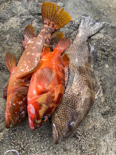 キジハタの釣果