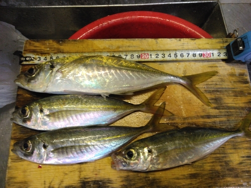 マアジの釣果