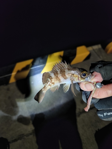 シロメバルの釣果