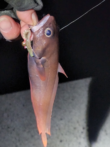 ドンコの釣果