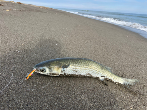 ボラの釣果