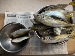 アジの釣果