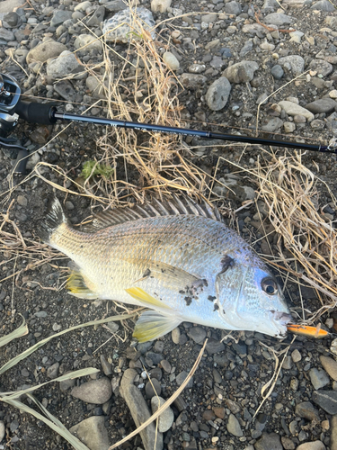 キビレの釣果