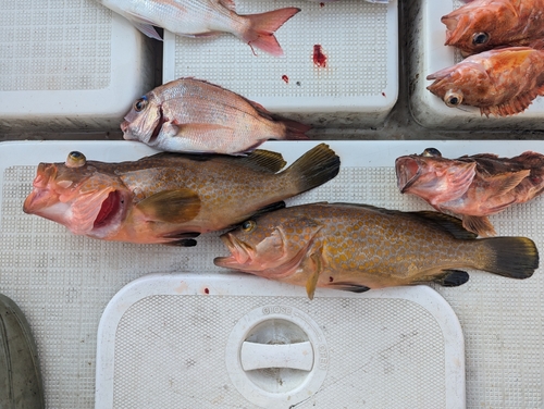 アコウの釣果