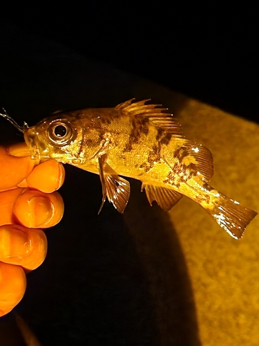 シロメバルの釣果