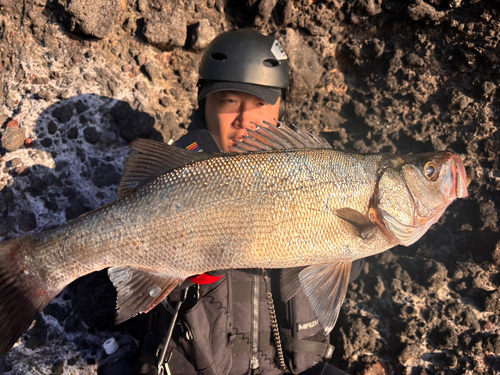 フッコ（ヒラスズキ）の釣果